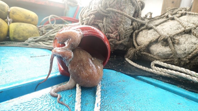 한국기행 돌문어에 반한 이봉철 선장, 남해 미조항에서 찾은 인생 보물 6 image 3